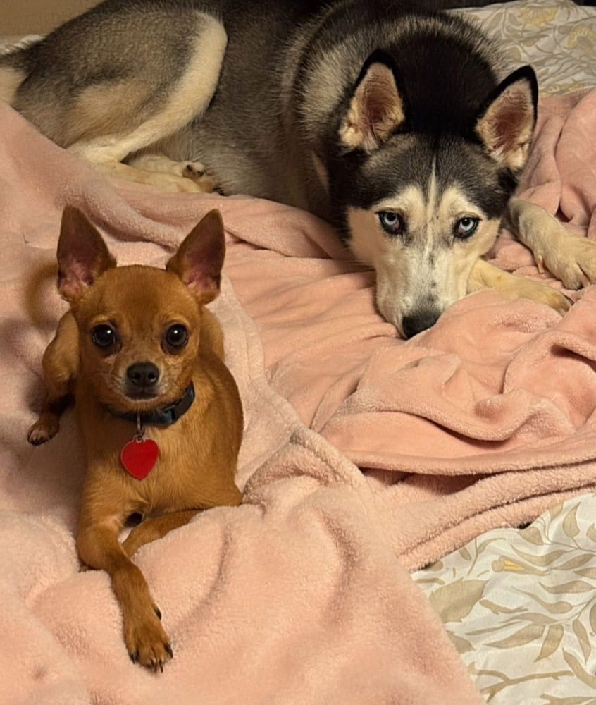 Dasher (Bonded Pair with Jet)
