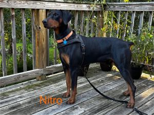 Nitro