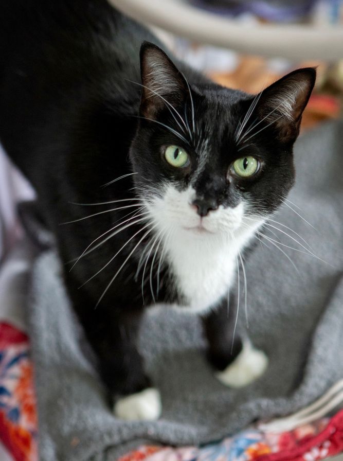 Cat for adoption Puzzle a Domestic Short Hair Mix in Lakewood CO Cat for adoption Puzzle a Domestic Short Hair Mix in Lakewood CO