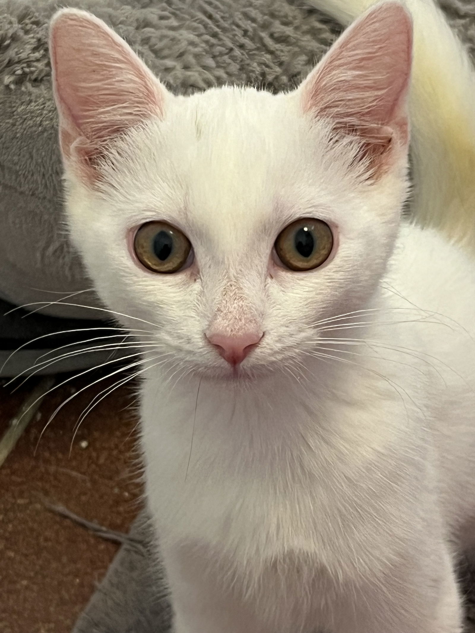 KITTEN PENELOPE