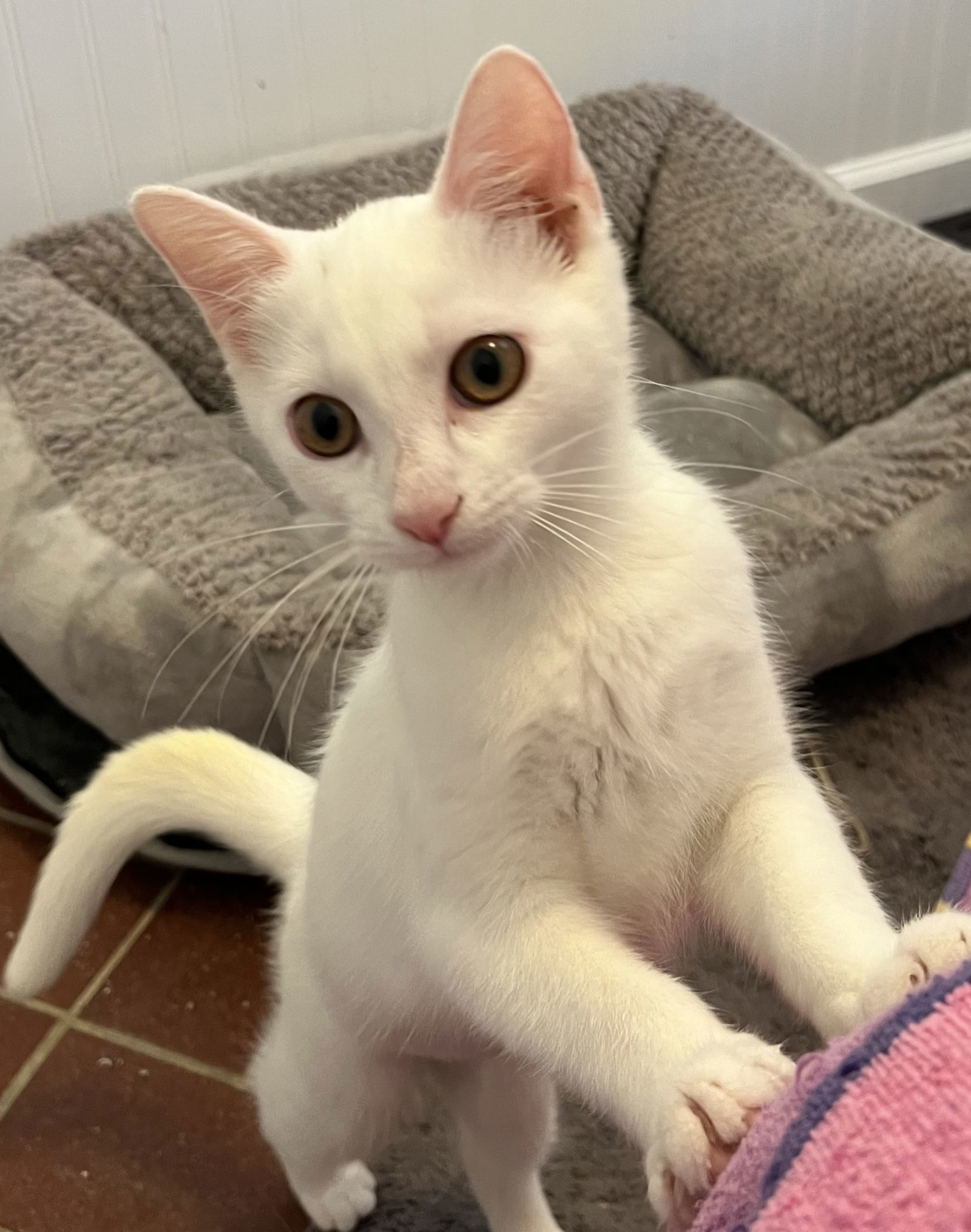 KITTEN PENELOPE