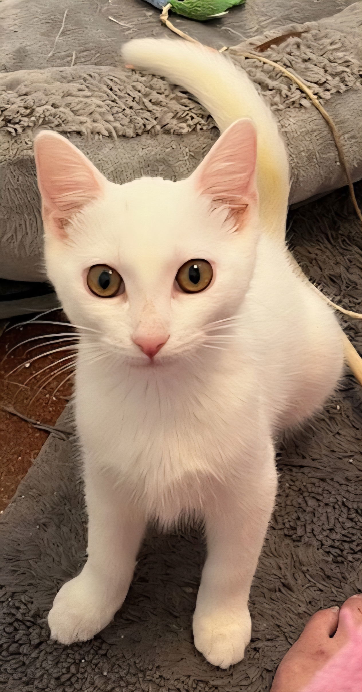 KITTEN PENELOPE