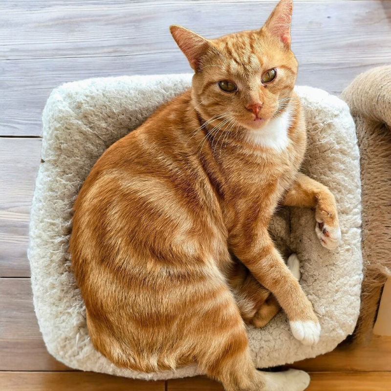 O'Malley