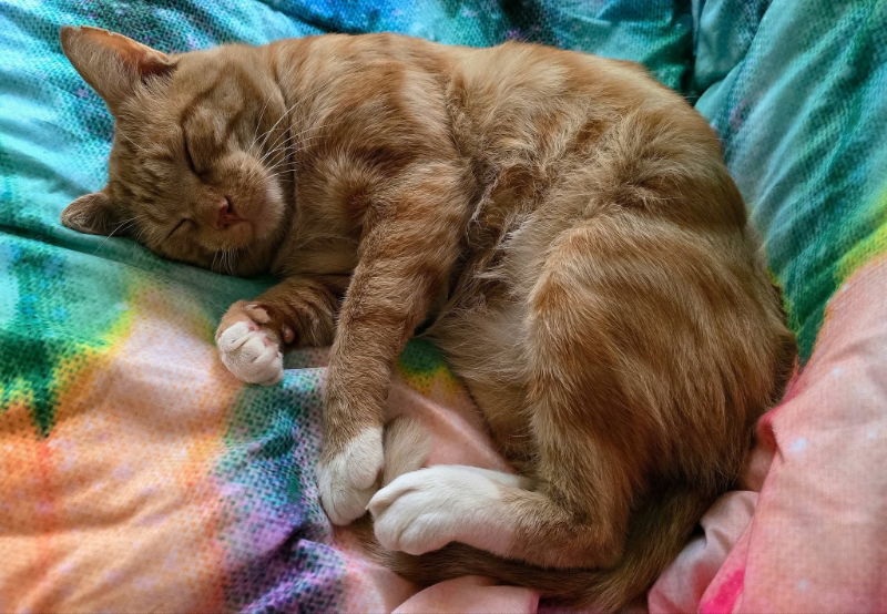 O'Malley