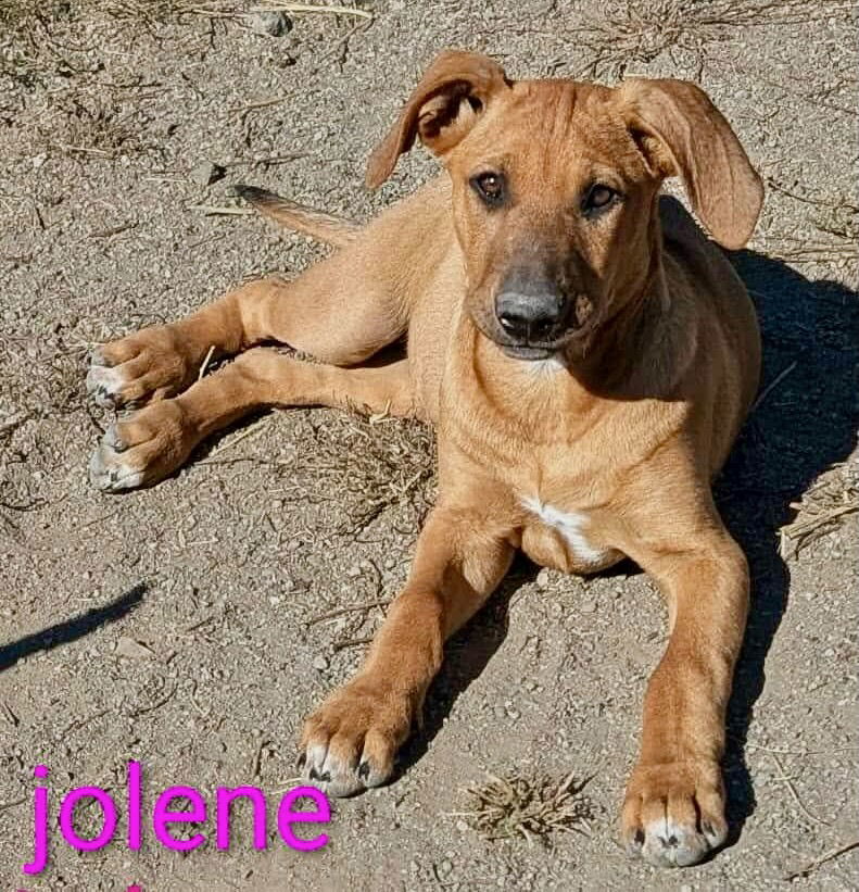 Jolene