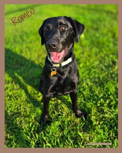 Romeo