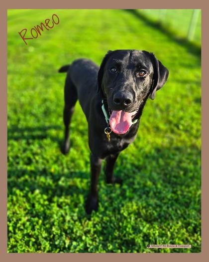 Romeo