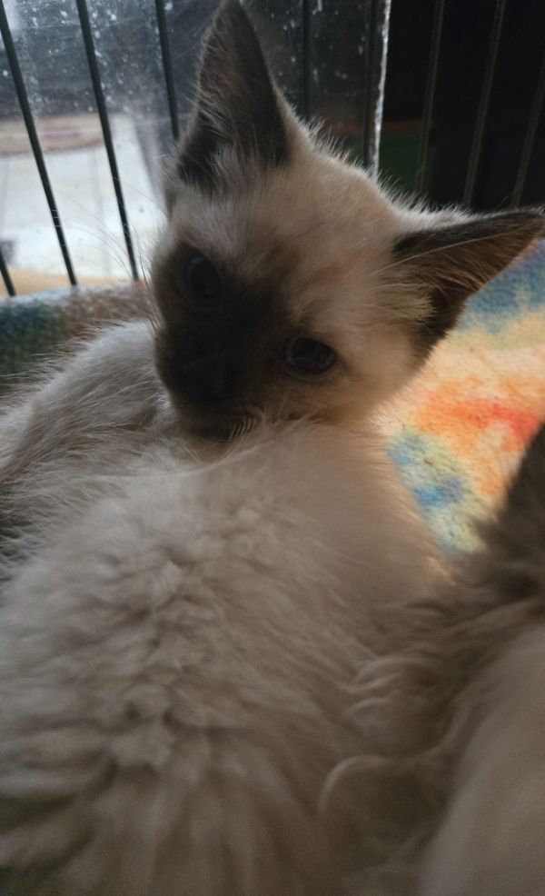 Aretha Franklin photo 1