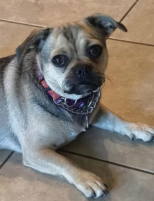 Cocoa
