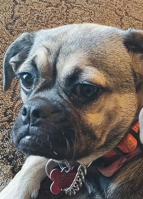Mocha