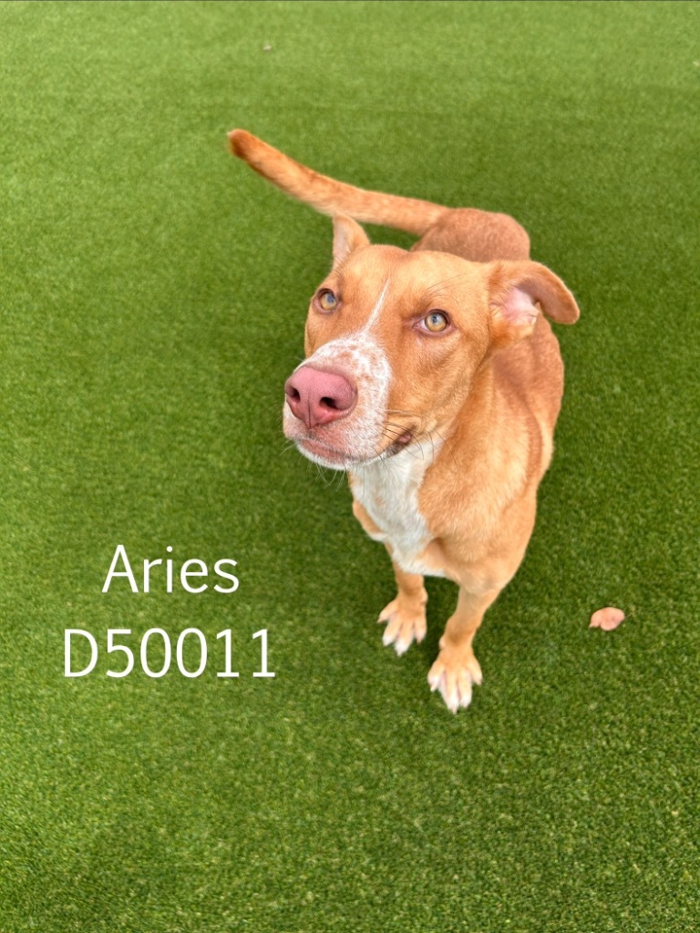 Aries?