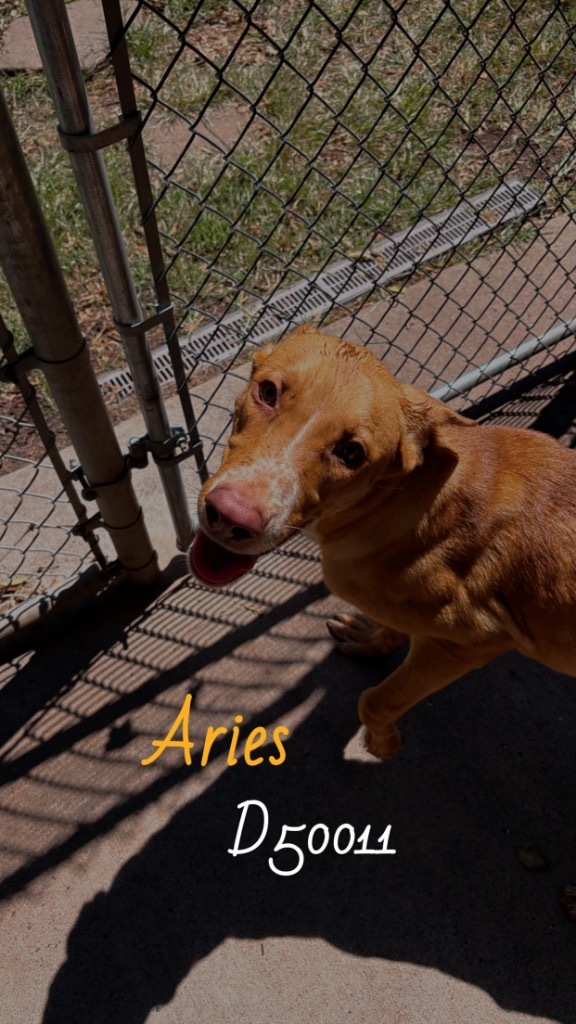 Aries?