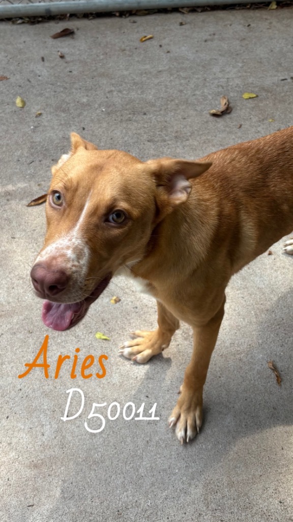 Aries?