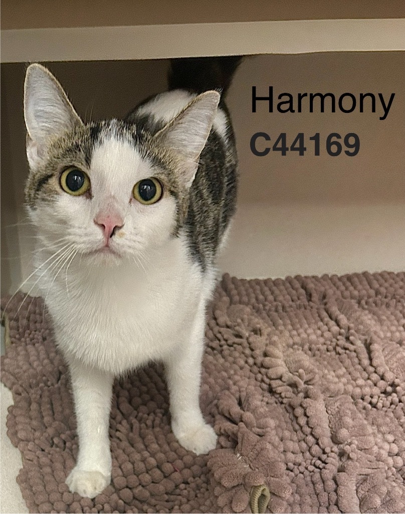 Harmony
