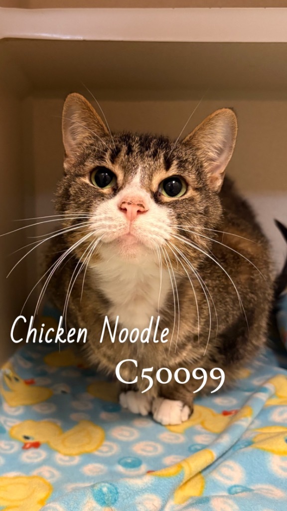 Chicken noodle
