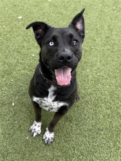 Jojo, an adoptable Pit Bull Terrier, Siberian Husky in Hutchinson, KS, 67504 | Photo Image 1