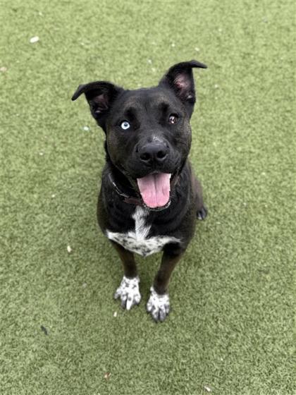 Jojo, an adoptable Pit Bull Terrier, Siberian Husky in Hutchinson, KS, 67504 | Photo Image 2