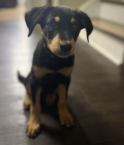 Piper