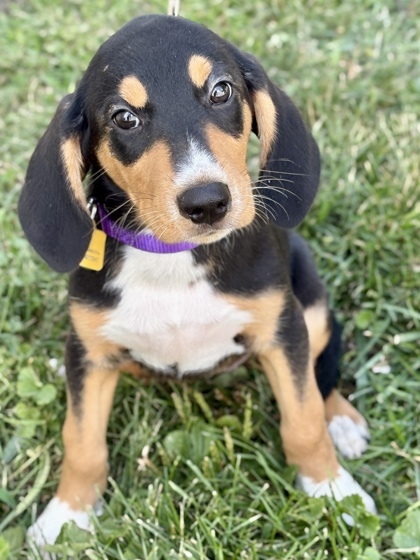 Isla