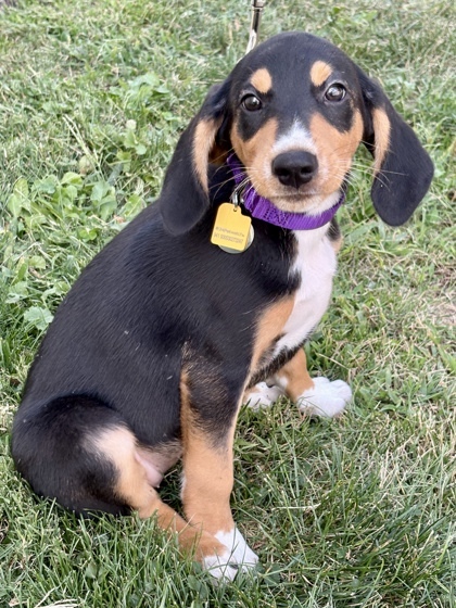 Isla