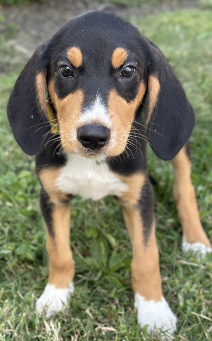 Isla