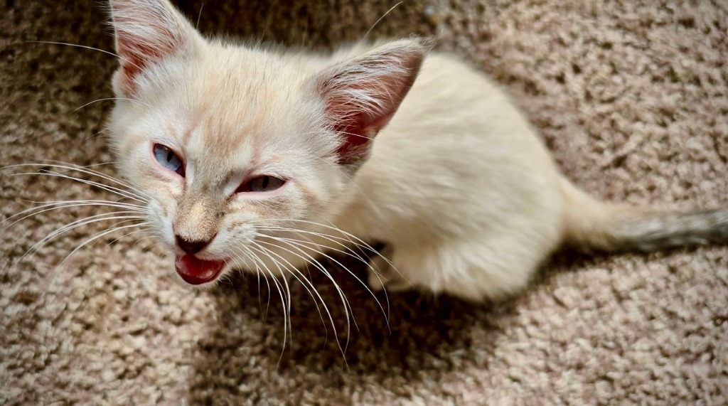 Nitro - Pending Adoption