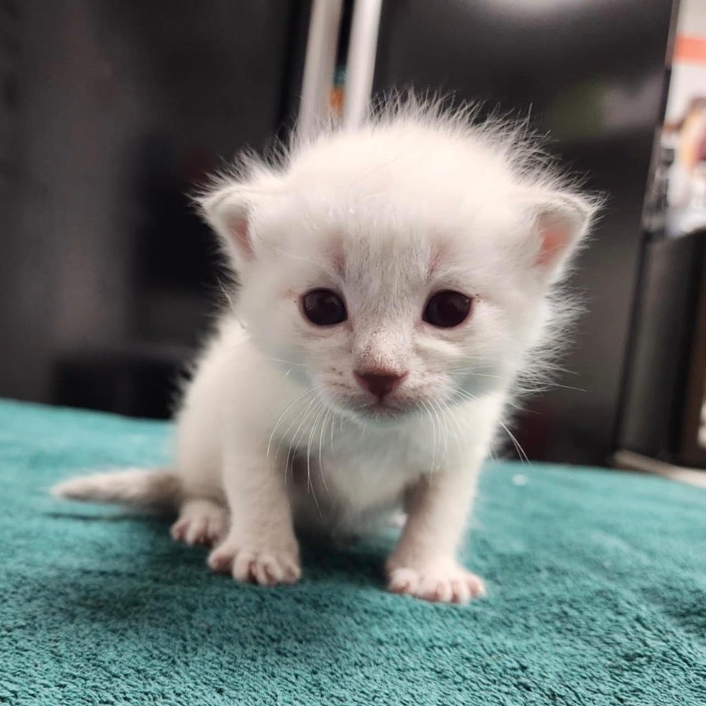 Nitro - Pending Adoption