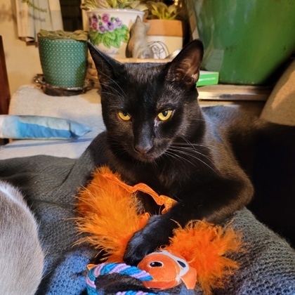 Max