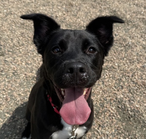 Roxie