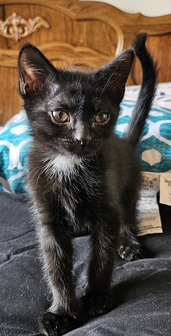 Oscar