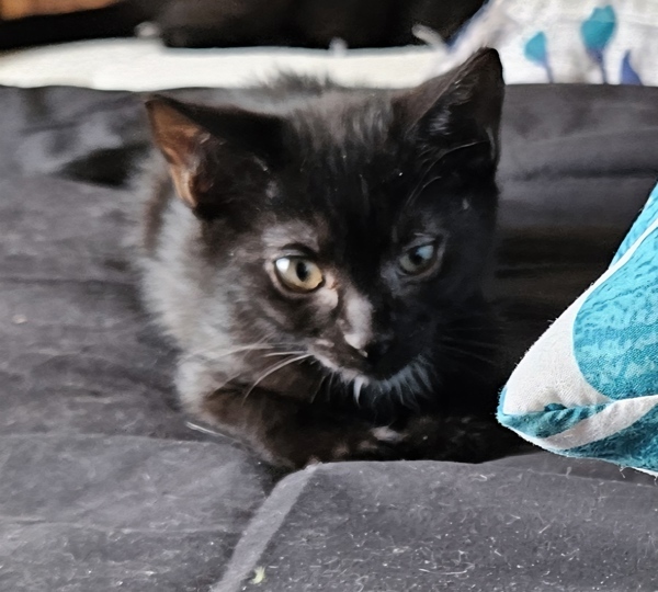 Loki