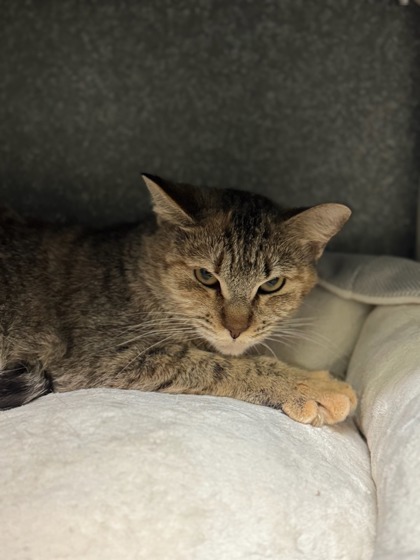 Toast, an adoptable Domestic Short Hair in Moses Lake, WA, 98837 | Photo Image 1