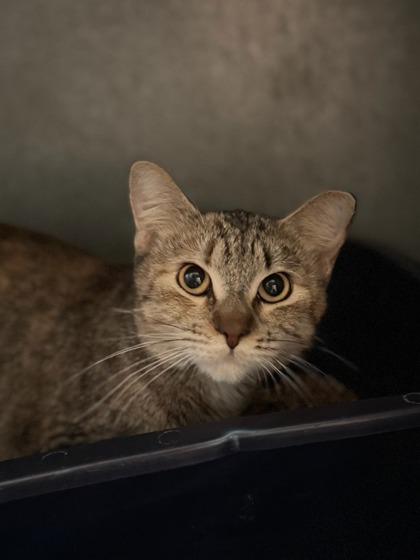 Toast, an adoptable Domestic Short Hair in Moses Lake, WA, 98837 | Photo Image 2