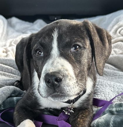 Tosh (in foster)