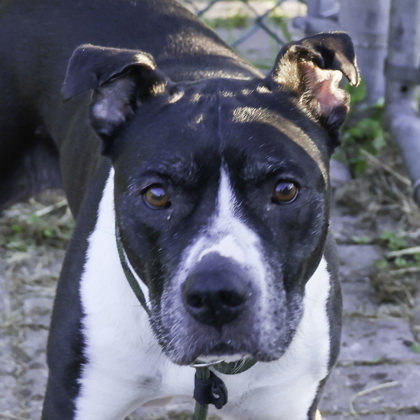 Wilma