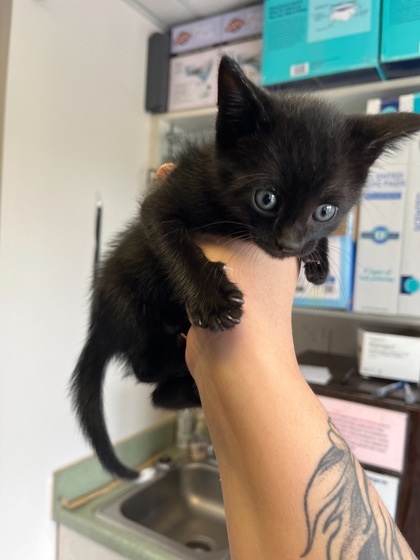 Simon