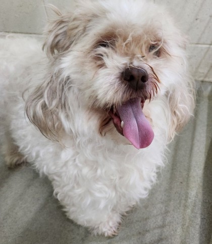 Maggie