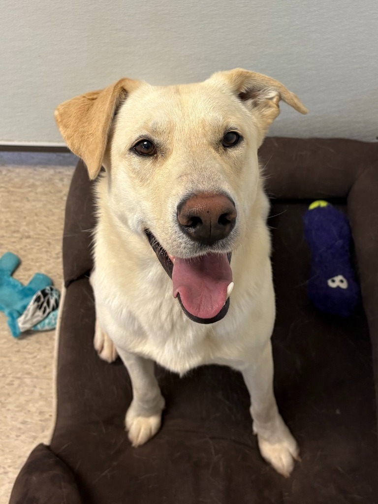 Scott, an adoptable Labrador Retriever in Heber City, UT, 84032 | Photo Image 2