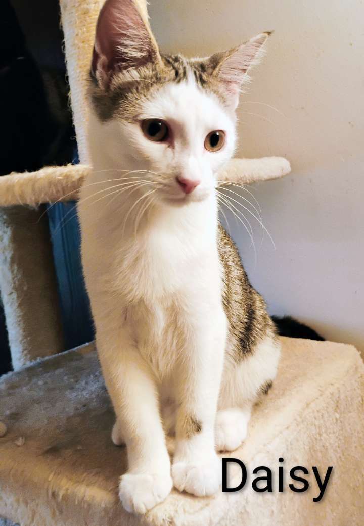 Daisy, an adoptable Domestic Medium Hair in Laramie, WY, 82073 | Photo Image 2