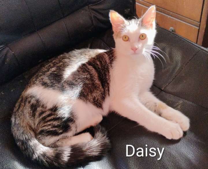 Daisy - AC Kitty!