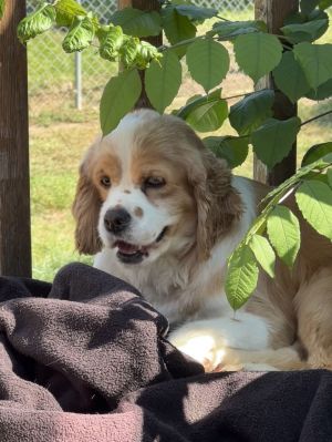 Maggie