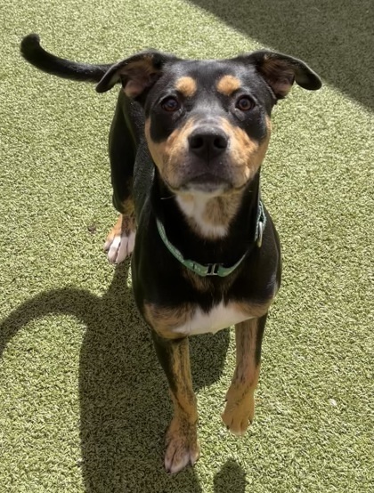 Maggie