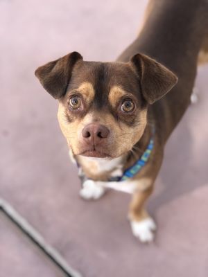 Toby