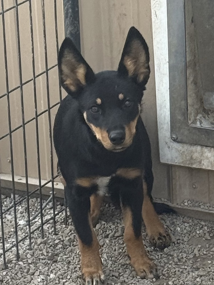 Dingo