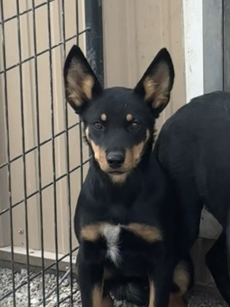 Dingo