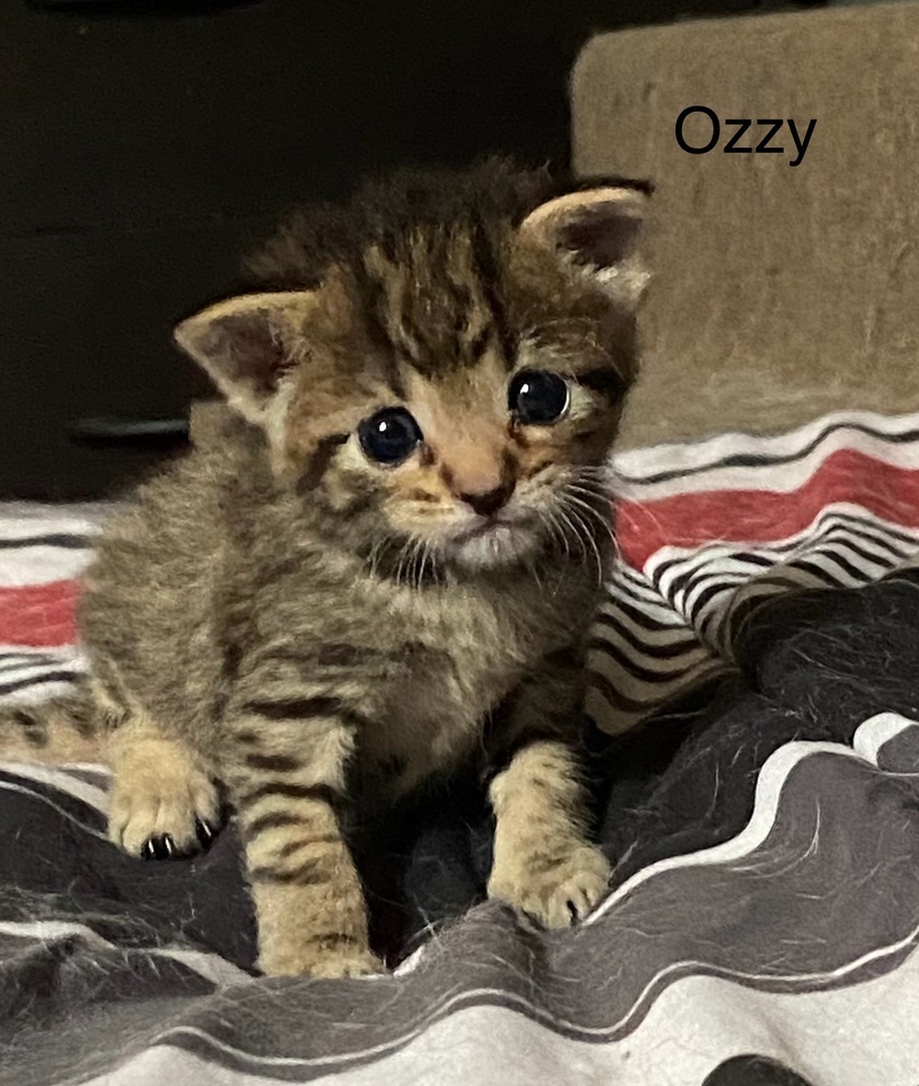 Ozzy