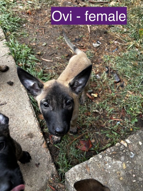 Dino Litter - Ovi(raptor) - Located in MO