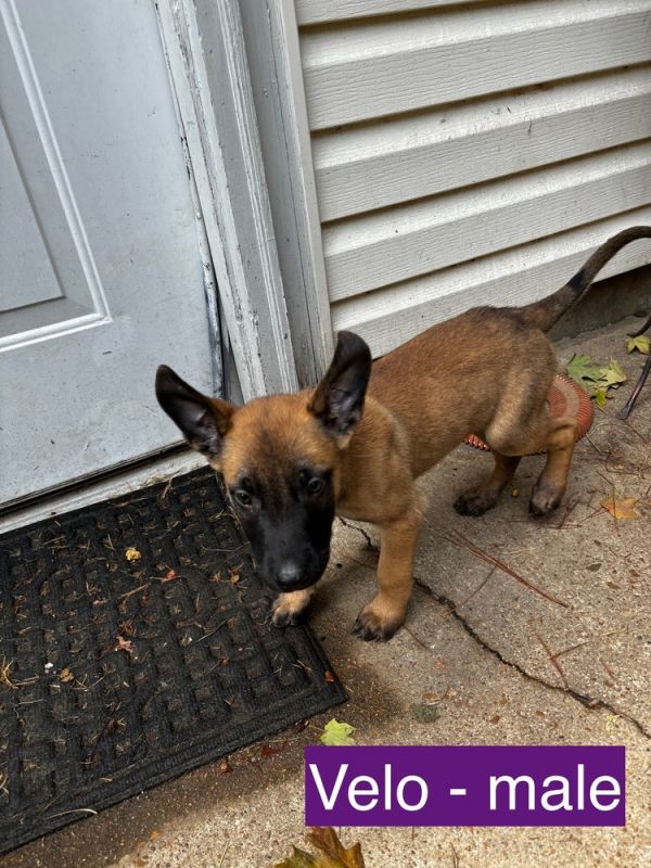 Dino Litter - Velo(ciraptor) - Located in MO