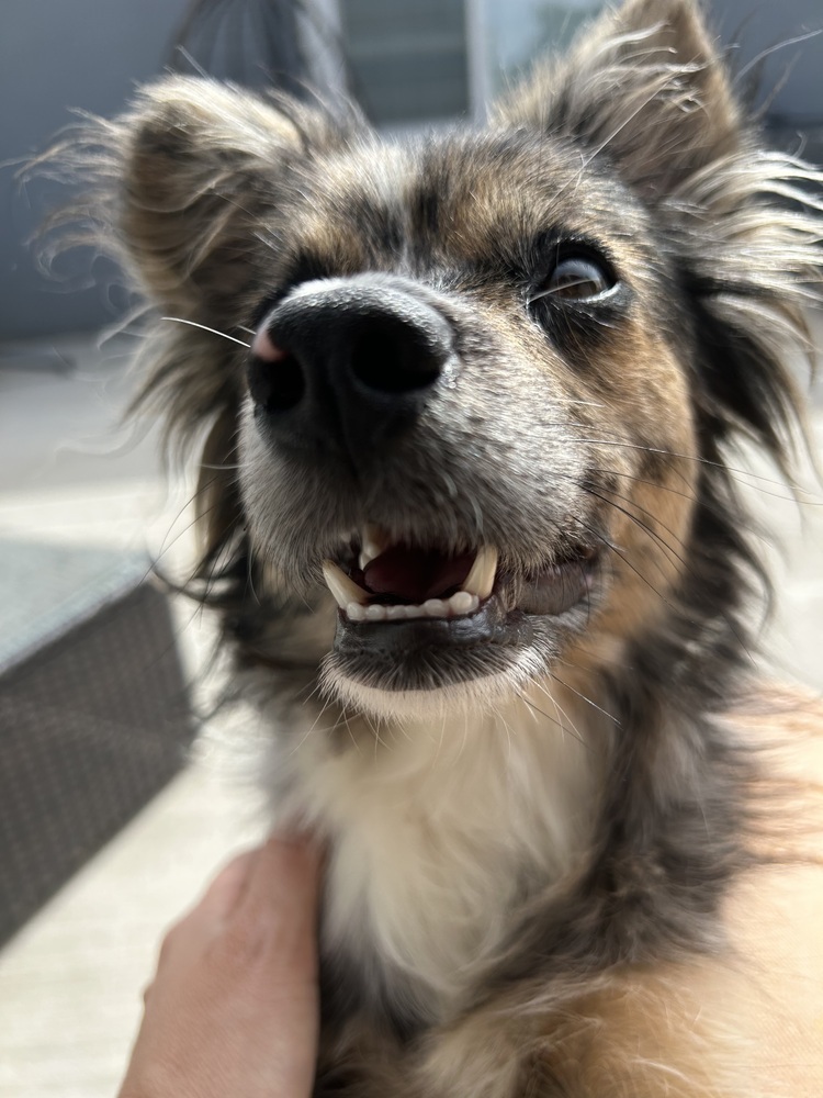 OPHIE