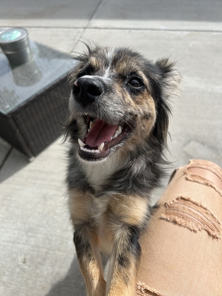 OPHIE